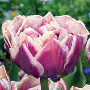 Tulipan pełny Wyndham 5 szt.