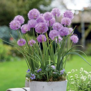 Allium Czosnek Carolinianum Rosy Dream 3 szt.