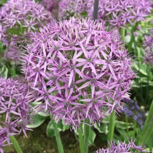 Allium Czosnek Violet Beauty 3 szt.
