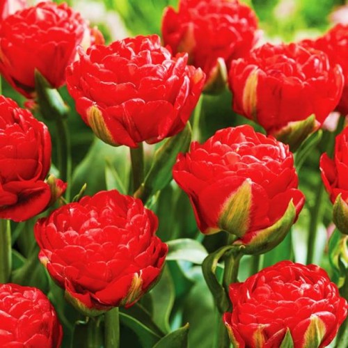 Tulipn Pamplona 3.jpg