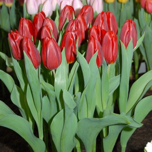 Tulipan Strong Love.jpg