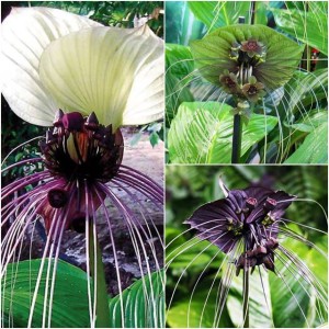 Zestaw Tacca chantrieri 3 szt.