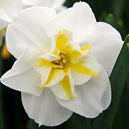 Narcyz o rozszcz. przykoronku Lemon Beauty 5 szt.