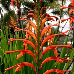 Chasmanthe Floribunda 1 szt.