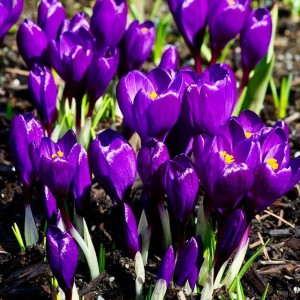 Krokus wiosenny fioletowy XXL 10 szt. 8/9