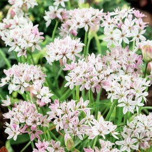 Allium Czosnek Cameleon 5 szt.
