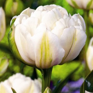 Tulipan pełny Mount Tacoma 5 szt.