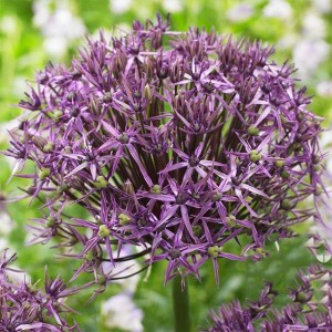 Allium Czosnek Metallic Shine 1 szt.