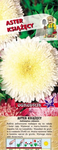 Aster Książęcy Biały 1G  / O /
