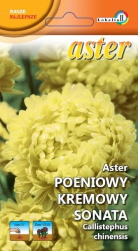 Aster peoniowy kremowy Sonata 1g  / L /