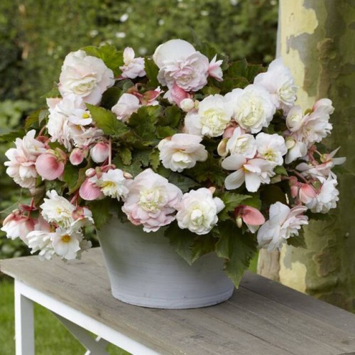 Begonia zwisająca pełna odorata Angelique 1 szt.