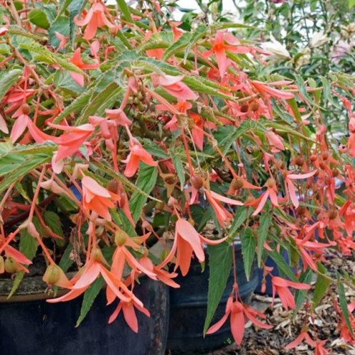 Begonia Zwisająca Bertini San Francisco 1 szt.