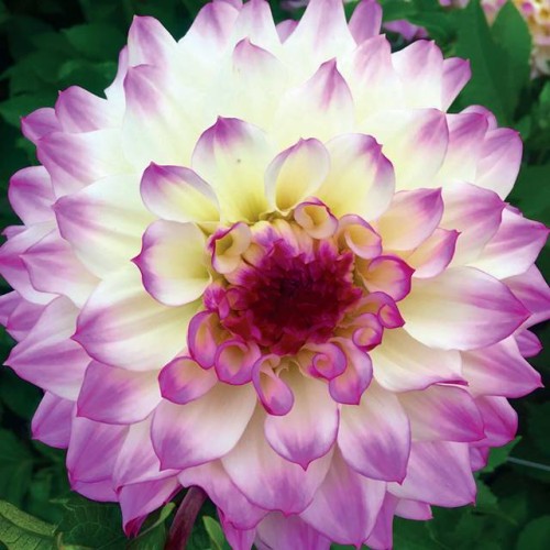 Dalia talerzowa Hapet Blue Eyes 1 szt.