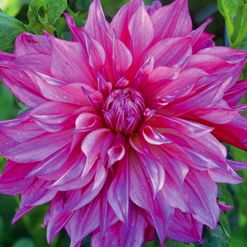 Dalia talerzowa Cafe au Lait Royal 1 szt.