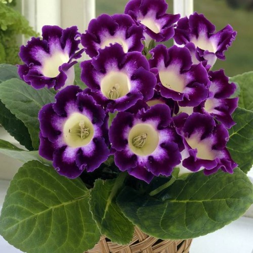 Gloxinia Gloksynia Hollywood 1 szt.