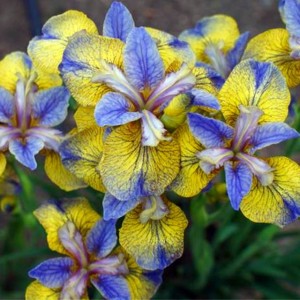 Irys sibirica syberyjski Tipped in Blue 1 szt.