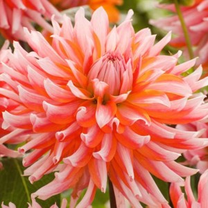 Dalia Dekoracyjna Orange Turmoil 1 szt.