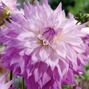 Dalia Dekoracyjna Sir Alfred Ramsey 1 szt.