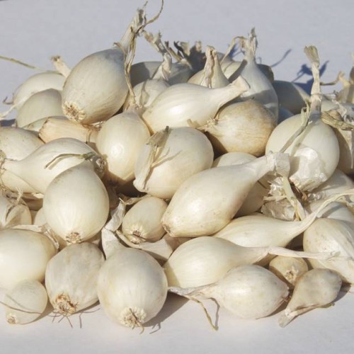 Cebula dymka polska biała Snowball 0,5 kg smaczna