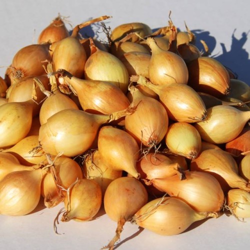 Cebula dymka Żółta Wolska do sadzenia  0,25 kg