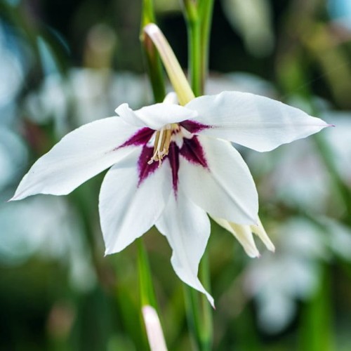 Acidanthera bicolor Mieczyk abisyński 50 szt.
