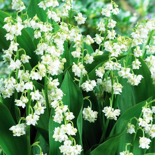 Convallaria Prolificans Konwalia pełna biała 1 szt