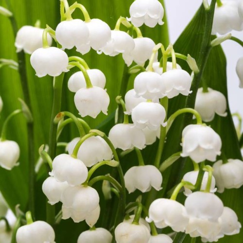 Convallaria majalis Konwalia majowa biała 1 szt.