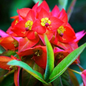 Euphorbia Wilczomlecz Fireglow 1 szt.