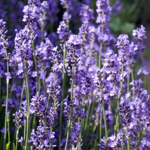 Lavendula angustifolia Lawenda Hidcote 1 szt.