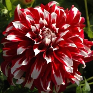 Dalia Talerzowa X-Factor 1 szt.