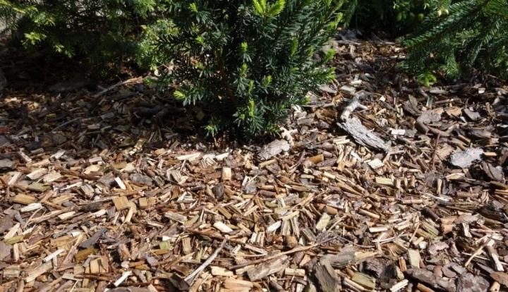 56984_51796
