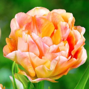 Tulipan pełny Charming Beauty 5 szt. 11/12