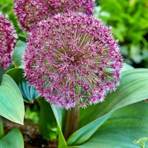 Allium Czosnek Red Giant Star 1 szt.