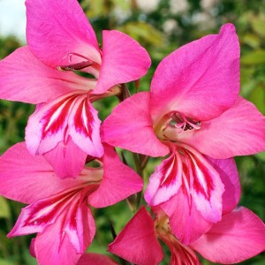 Gladiolus Mieczyk bizantyjski 10 szt.