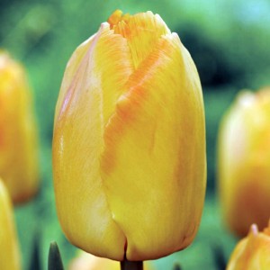 Tulipan Darwina Yellow Pride 5 szt.