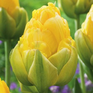 Tulipan pełny Vanilla Coup 5 szt.