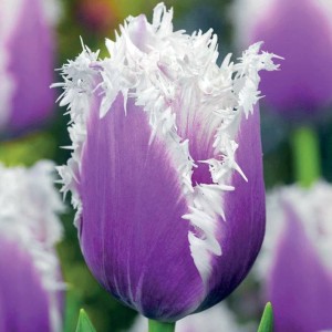 Tulipan strzępiasty Cummins 5 szt.
