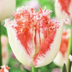 Tulipan strzępiasty Neglige 5 szt.