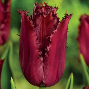 Tulipan strzępiasty Pacific Pearl 5 szt.