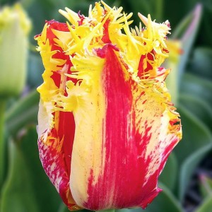 Tulipan strzępiasty Phantom 5 szt.