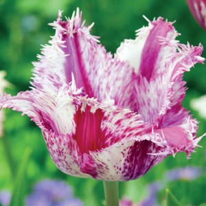 Tulipan strzępiasty Purple Circus 5 szt.