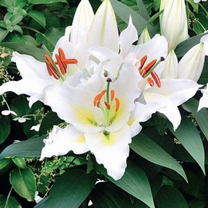 Lilia orientalna doniczkowa Sunny Azores 1 szt.