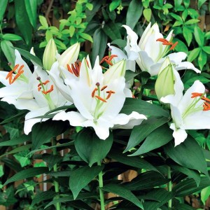 Lilia orientalna doniczkowa Sunny Okinawa 1 szt.