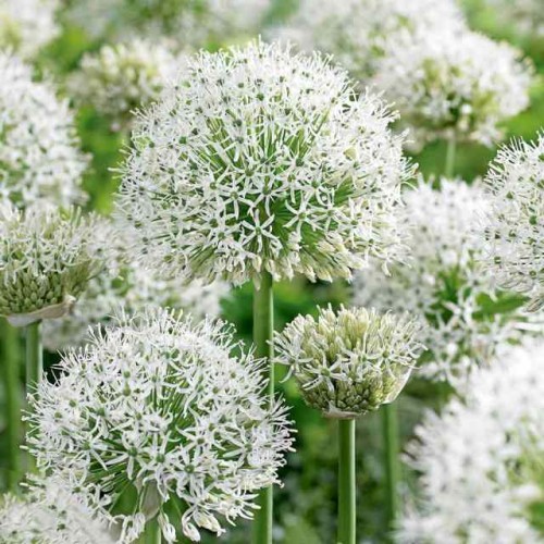 Allium Czosnek polski White Giant 1 szt. 20/22