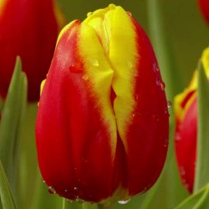 Tulipan czerwono-żółty 5 szt. 10/11