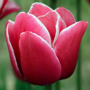 Tulipan różowo-biały 5 szt. 10/11