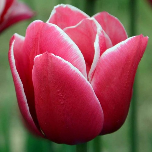 Tulipan różowo-biały 5 szt. 10/11
