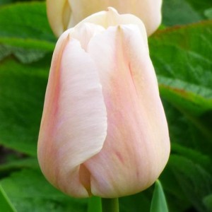 Tulipan Darwina Apricot Pride 5 szt.