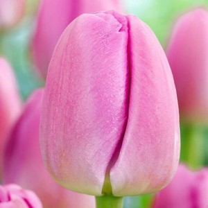 Tulipan Darwina Pink Pride 5 szt.