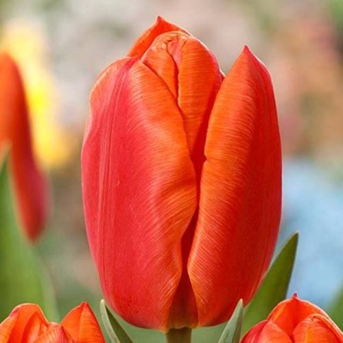 Tulipan Triumph Orange Juice 5 szt. 10/11